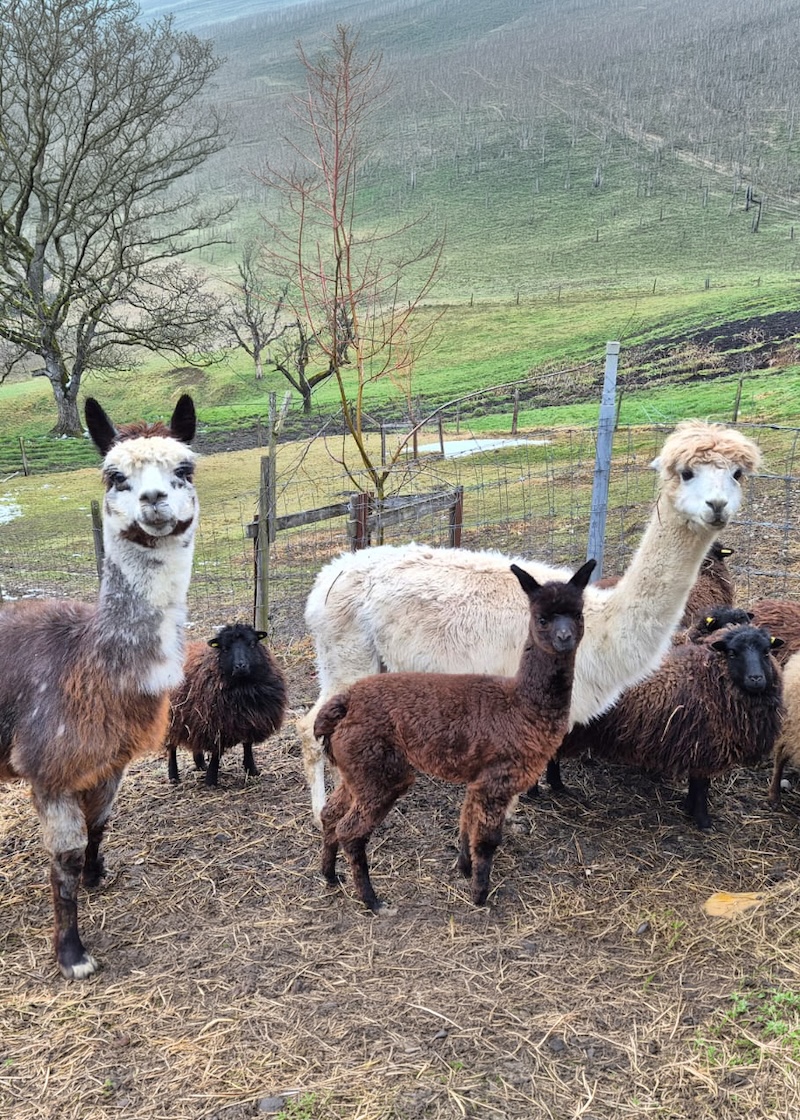 Unsere Alpakafamilie am Lindenhof in Buchberg – ein beliebtes Highlight für Groß und Klein