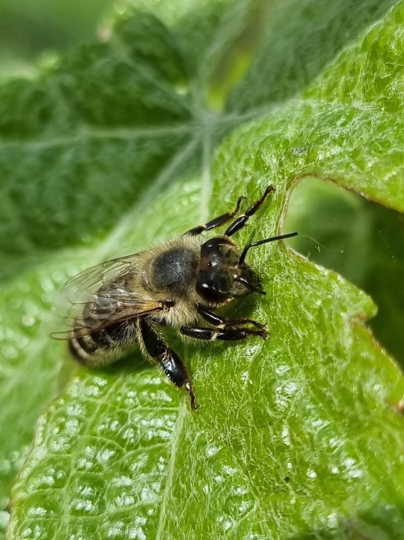 Fleissige Biene am Lindenhof in Buchberg – Grundlage für unseren regionalen Honig