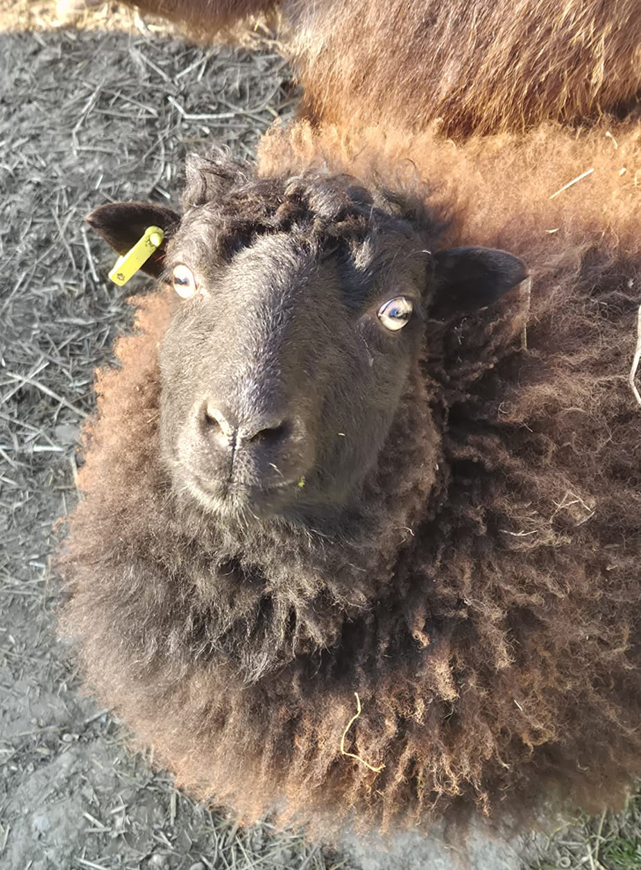 Neugieriges braunes Schaf am Lindenhof in Buchberg – ein Highlight des tierischen Hoflebens