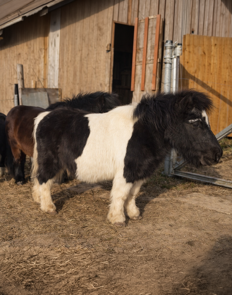 Schwarz-weiß geschecktes Pony am Lindenhof in Buchberg – ein tierisches Highlight für Besucher
