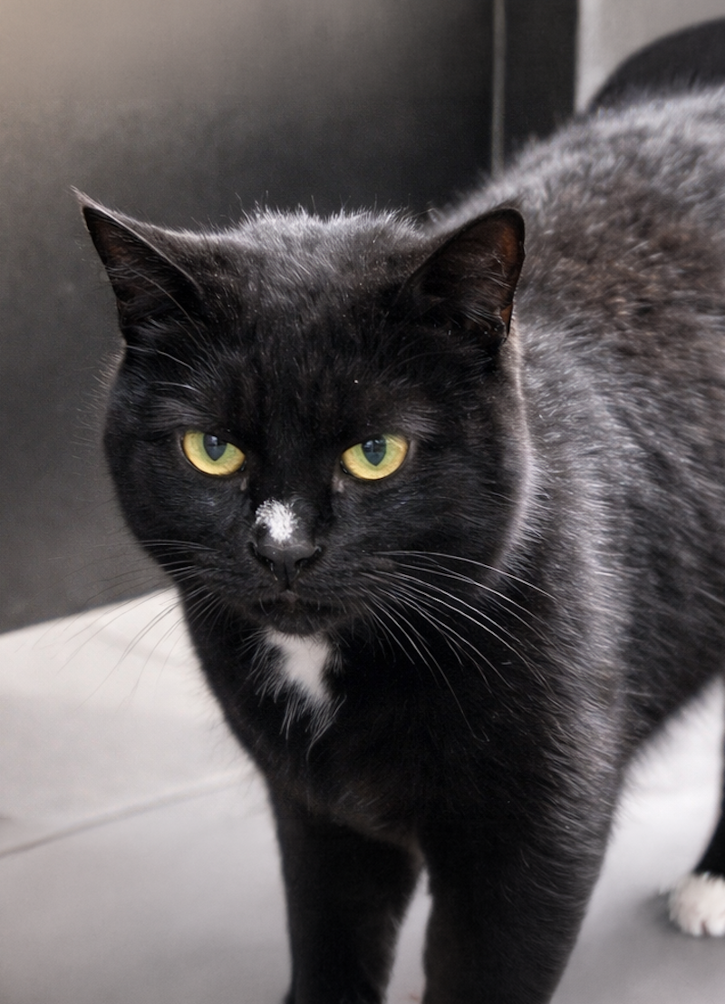 Schwarze Hofkatze am Lindenhof in Buchberg – Teil des tierischen Hoflebens