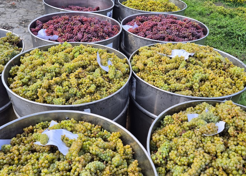 Frische Trauben in Gefäßen auf dem Lindenhof in Buchberg – der Start der Weinproduktion 