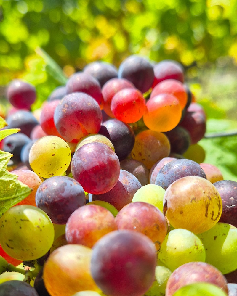 Frische Trauben im Weinberg des Lindenhofs in Buchberg – Grundlage für unsere regionalen Weine 