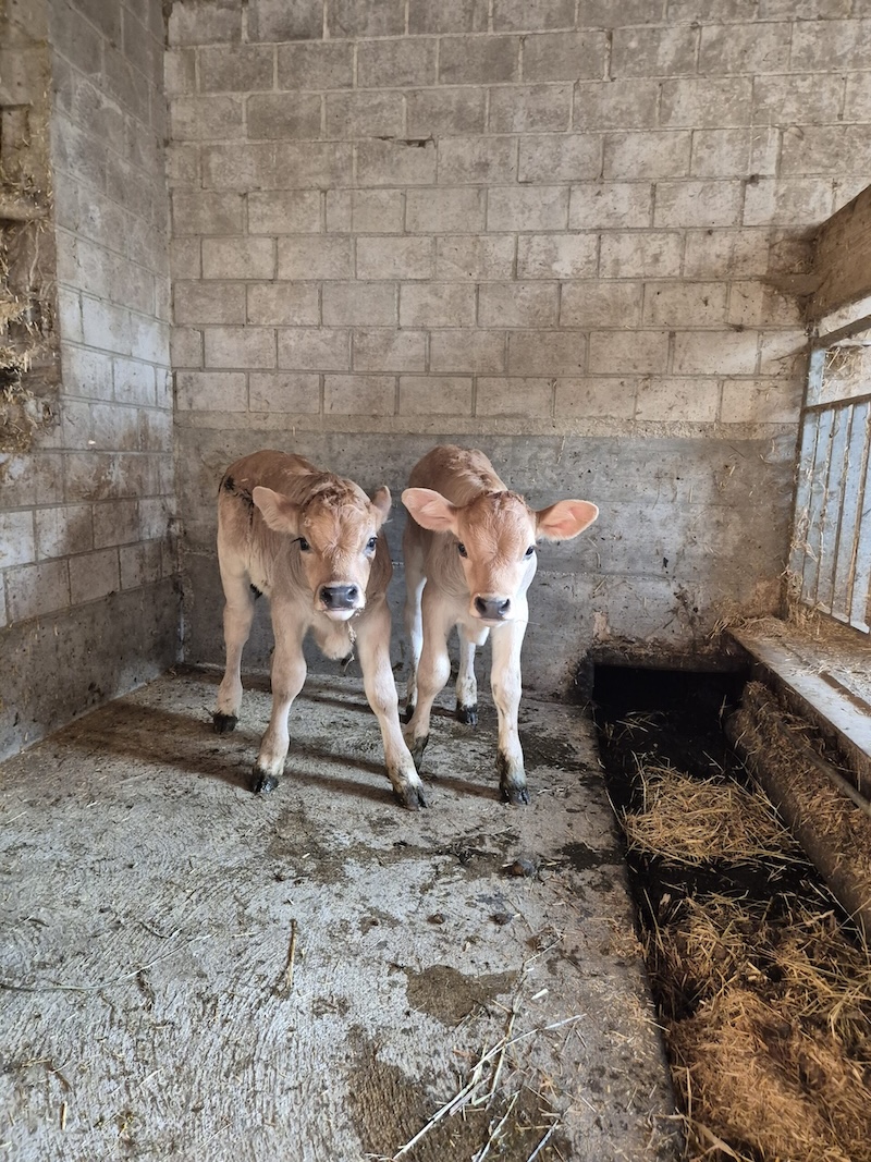 Zwei niedliche Kälber im Stall des Lindenhofs in Buchberg – ein Highlight für Groß und Klein